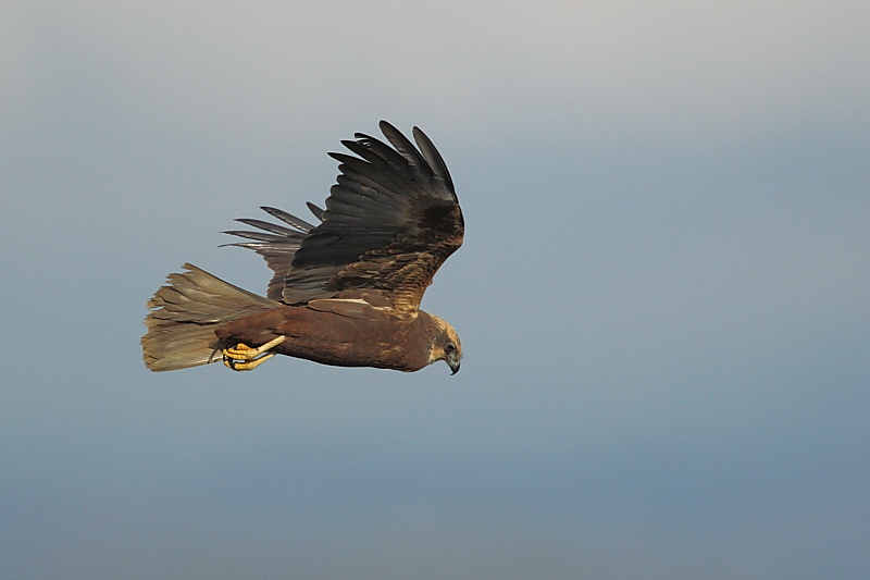 Uno splendido rapace- falco di palude-